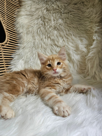 FinnFeline's Chill Zone "Vinski" 12 weeks.